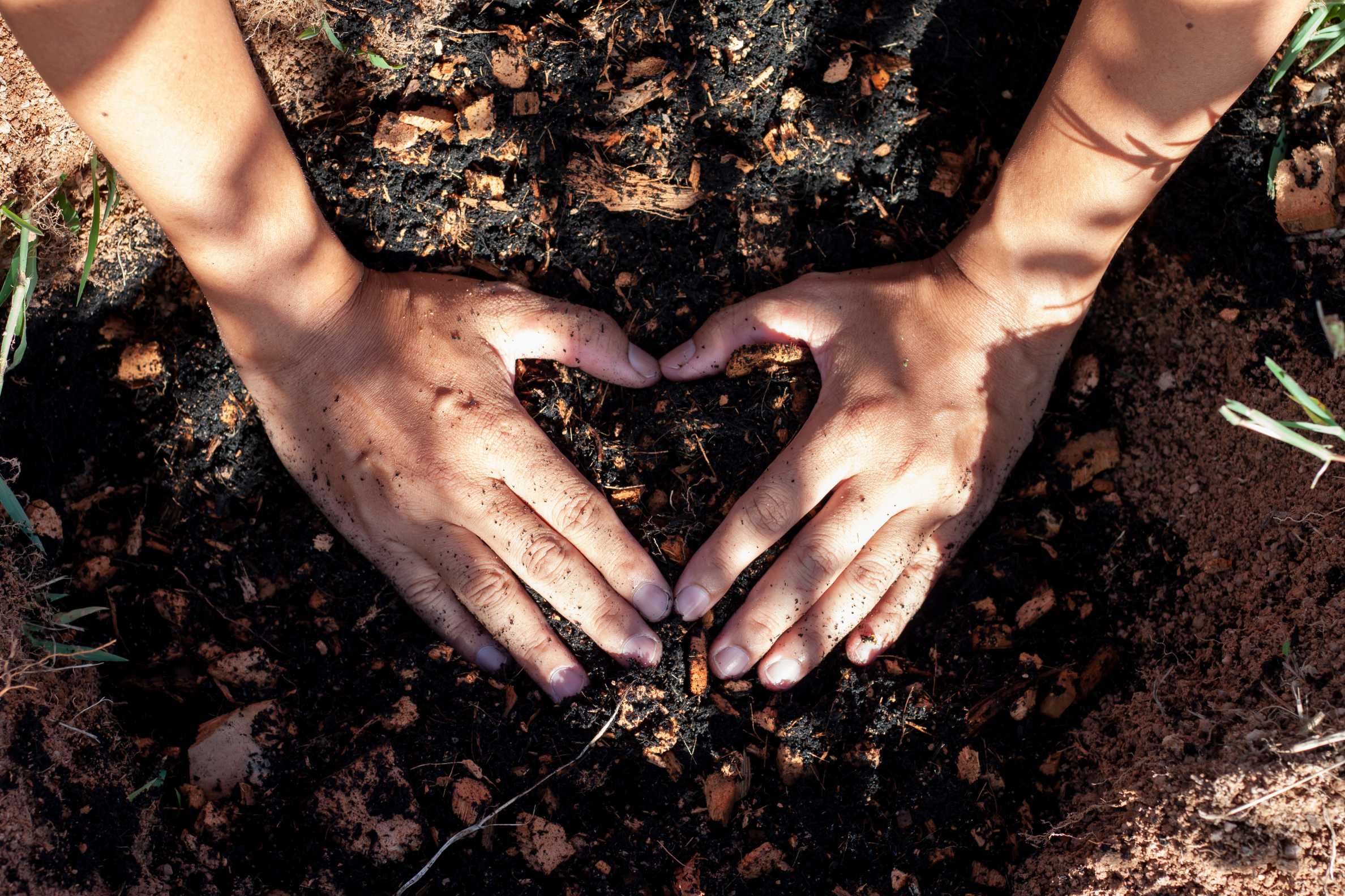 root growth